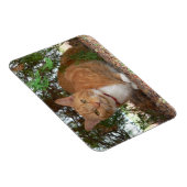 Hauskatze Orange Tabby Magnet (Rechte Seite)
