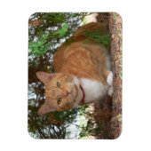 Hauskatze Orange Tabby Magnet (Vertikal)