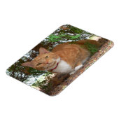 Hauskatze Orange Tabby Magnet (Linke Seite)