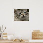 Hauskatze Poster (Küche)