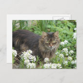 Hauskatze Postkarte (Vorne/Hinten)