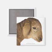 Hauslamm Magnet (Vorderseite/Rückseite)