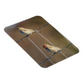 Häusliche Finken Magnet (Rechte Seite)