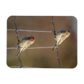 Häusliche Finken Magnet (Horizontal)