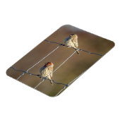 Häusliche Finken Magnet (Linke Seite)