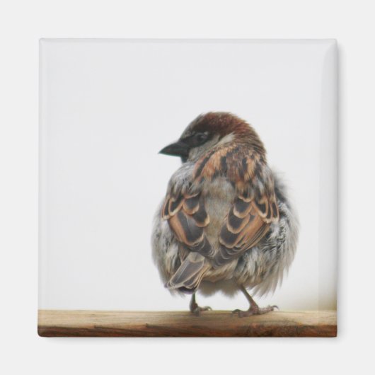 Hausspatronenfotografie Magnet (Vorne)