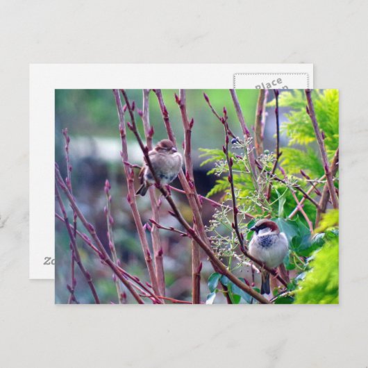 Hausspatwurst Postkarte (Vorne/Hinten)