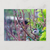 Hausspatwurst Postkarte (Vorderseite)