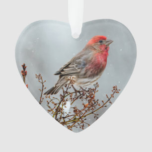 Haussperling im Schnee - Originalfotografie Ornament
