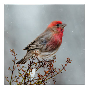 Haussperling im Schnee - Originalfotografie Poster