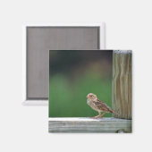 Haussperling Magnet (Vorderseite/Rückseite)