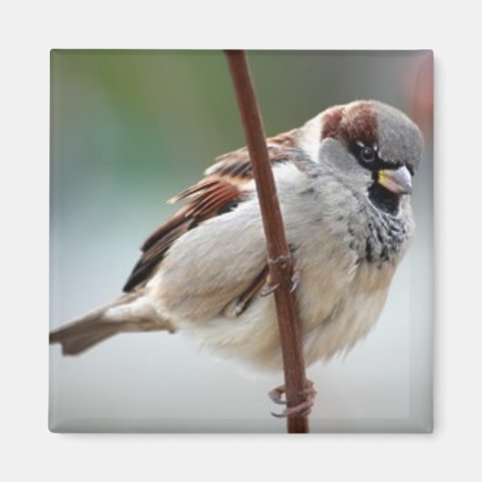 Haussperling Magnet (Vorne)