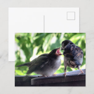 Haussperling-Vater füttert und lehrt sein Baby Postkarte