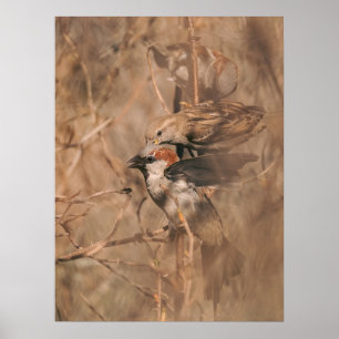 Haussperlinge im Frühjahr Naturfotografie Poster