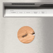Hausspinne Magnet (In Situ (Geschirrspüler))