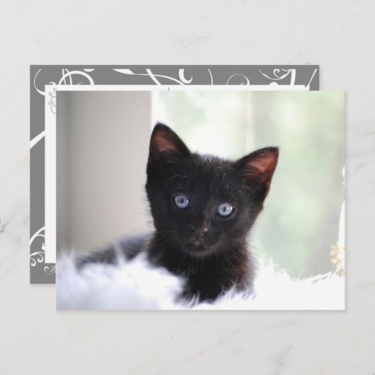 Haustier 17 postkarte (Vorne/Hinten)