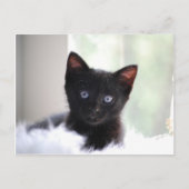 Haustier 17 postkarte (Vorderseite)