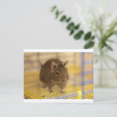 Haustier degu postkarte (Stehend Vorderseite)