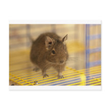 Haustier degu