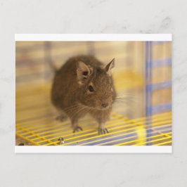 Haustier degu postkarte