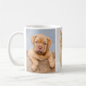 Haustiere 3 FotoCollage für Katzen- und Hundebesit Kaffeetasse (Links)