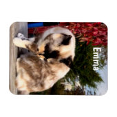 Haustiere, Haustiere, Katzen-Foto-Kühlschrank Magnet (Horizontal)