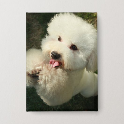 Haustiere, Hund, Poodle Button (Vorderseite)