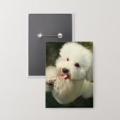 Haustiere, Hund, Poodle Button (Vorderseite/Rückseite)