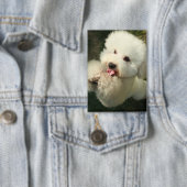 Haustiere, Hund, Poodle Button (Insitu)