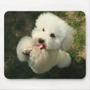 Haustiere, Hund, Poodle Mousepad