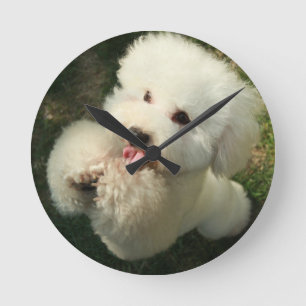 Haustiere, Hund, Poodle Runde Wanduhr