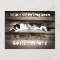 Haustiere mit Tuxedo Cat auf Schritten