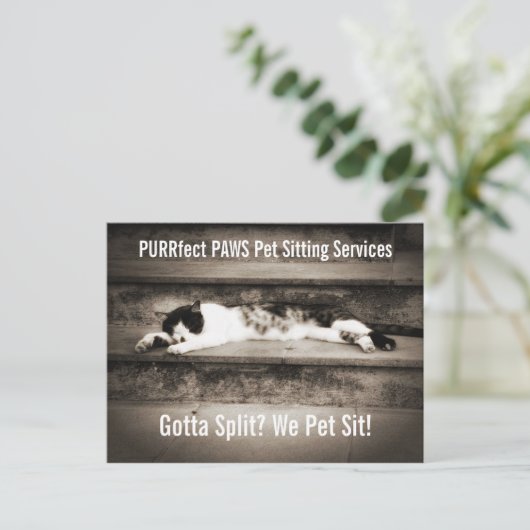 Haustiere mit Tuxedo Cat auf Schritten Postkarte (Stehend Vorderseite)