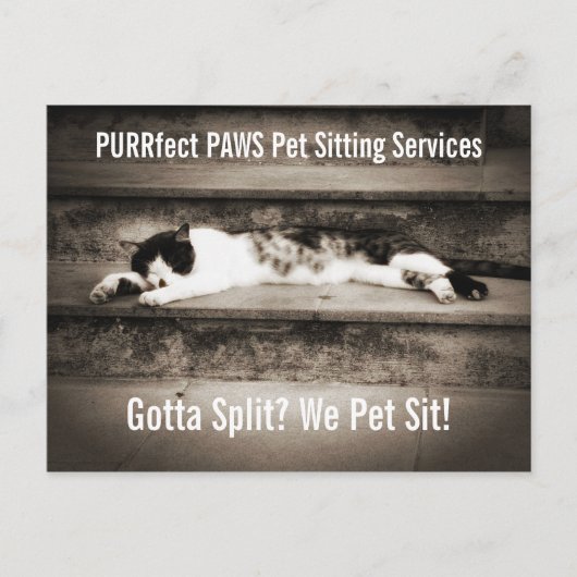 Haustiere mit Tuxedo Cat auf Schritten Postkarte (Vorderseite)