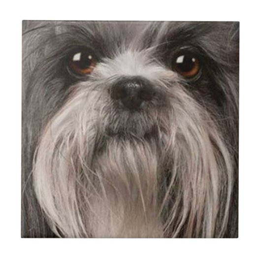 Haustierfliese 2 fliese (Vorderseite)