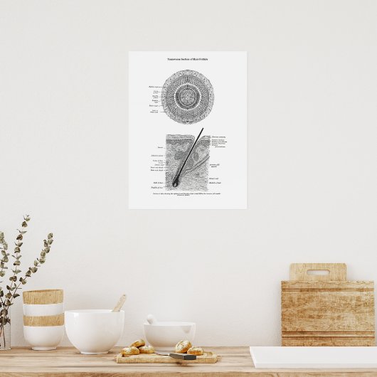 Haut und Haaranatomie Print 3 Dekorgeschenk Poster (Küche)