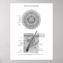 Haut und Haaranatomie Print 3 Dekorgeschenk