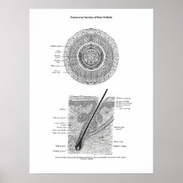 Haut und Haaranatomie Print 3 Dekorgeschenk Poster