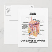 Haut Unser größtes Organ (Hautschichten) Postkarte (Vorne/Hinten)