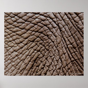 Haut von Afrikanischem Elefanten (Loxodonta africa Poster