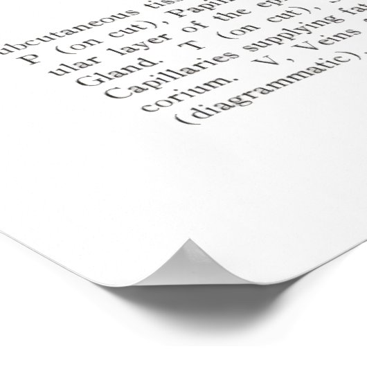 Hautabschnitt Anatomie drucken 2. Poster (Ecke)