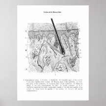 Hautabschnitt Anatomie drucken 2.