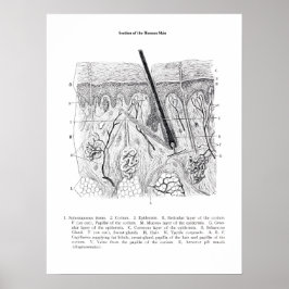 Hautabschnitt Anatomie drucken 2. Poster