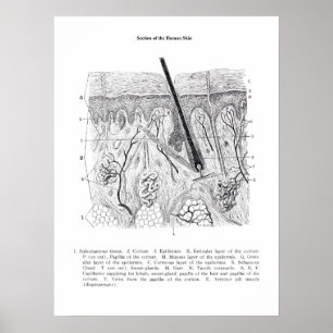 Hautabschnitt Anatomie drucken 2. Poster