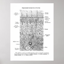 Hautanatomie Hautdekor Drucken 1