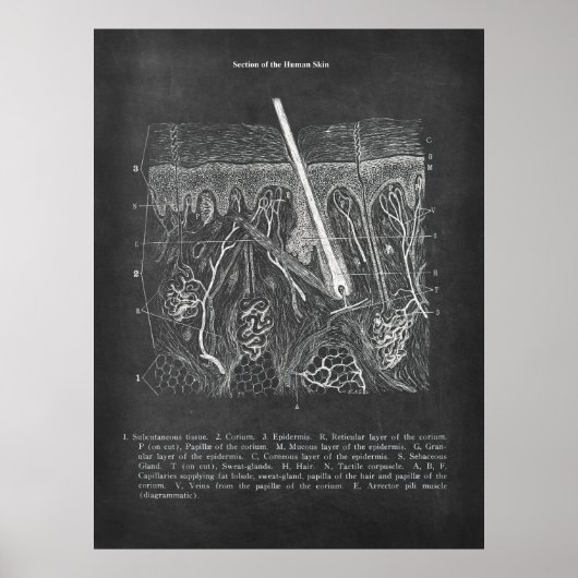 Hautanatomie Sektoransicht Dermatologe Dekoration (Vorne)