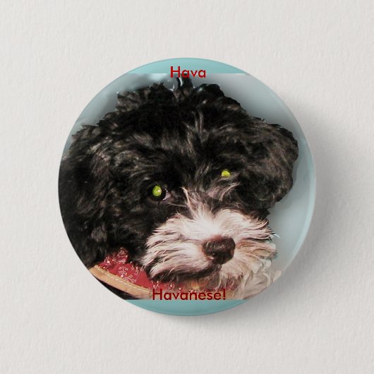 Hava Havanese! Button (Vorderseite)
