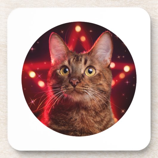Havana Brown Cat (Rasse mit sternigem Hintergrund) Getränkeuntersetzer (Vorderseite)