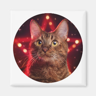 Havana Brown Cat (Rasse mit sternigem Hintergrund) Magnet