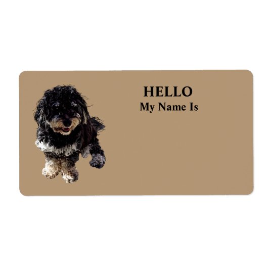 Havanese (Vorne)